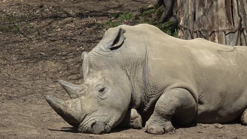 Schlafendes Breitmaulnashorn, Ceratotherium simum