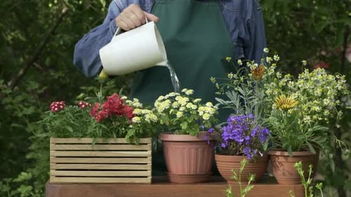 Gardener watering potted flowers. To plant flowers and watering flowers in a pot