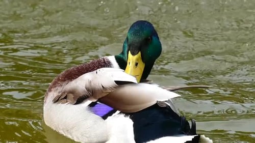 Une scène tranquille d'un canard dans un étang serein, filmée en gros plan alors qu'il dévoile méticuleusement son exploit