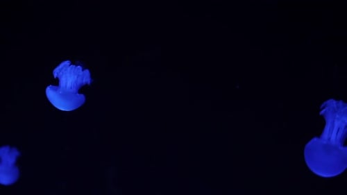 Blue Glowing Jellyfish Swimming in Aquarium
