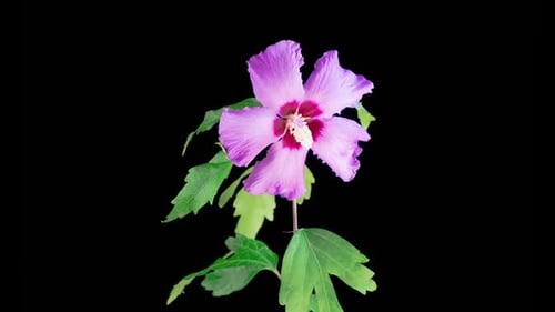 Time Lapse of Pretty Pink Flower Blossoming