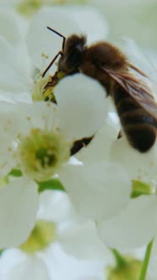 Close Up of a Honeybee on White Blossoms