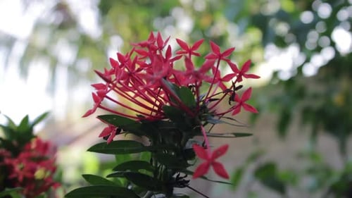 the beauty of red flowers blowing in the wind