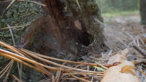 Ground Level View of Tree Trunk and Pine Needles