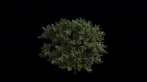 Gewöhnlicher Buchsbaum, der im Wind weht. Loop-Animation. Der Wind weht Buxus Sempervirens. Alpha-Kanal