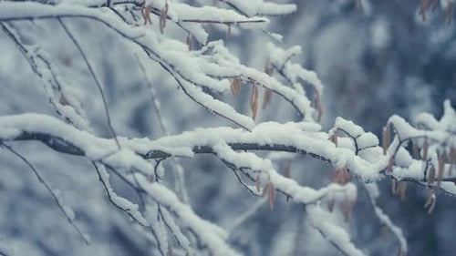 Snow Covered Branches in Winter Forest