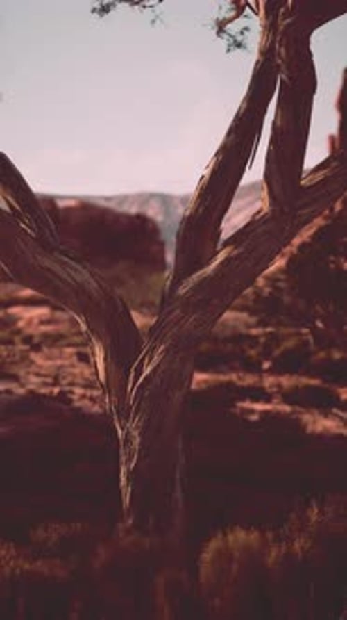 Tree Standing in Field With Mountains View