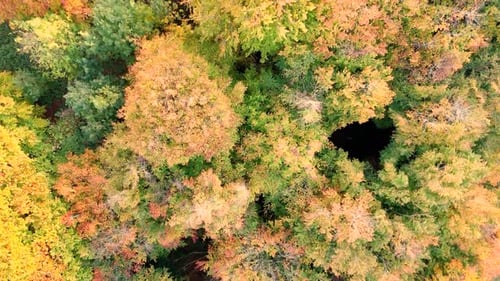 Drohnenaufnahmen des Herbstwaldes, die im Herbst über einen wunderschönen Wald mit goldenen Bäumen in der Herbstsonne fliegen
