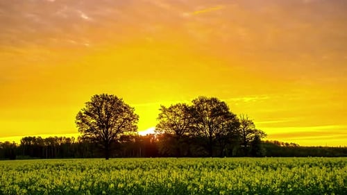 Timelapse of a majestic orange sunset and a meadow.