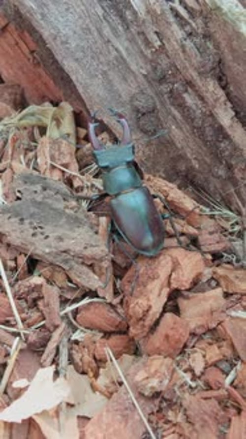 Male Greater Stag Beetle with its enlarged mandibles, seeks shelter in rotten stump of an old wood