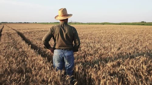 Senior farmer with hat standing in wheat field examining crop at sunset.