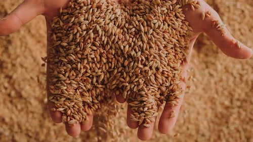 Hands Pouring Golden Wheat Grains in Sunlight