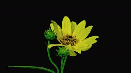 Radiant Yellow Flower Blooming Elegantly Against Black Backdrop