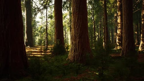 Giant Sequoias in the Giant Forest Grove in the Sequoia National Park