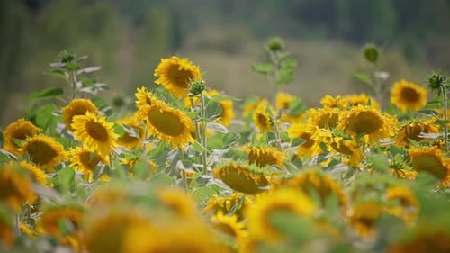 Tournesols 4k