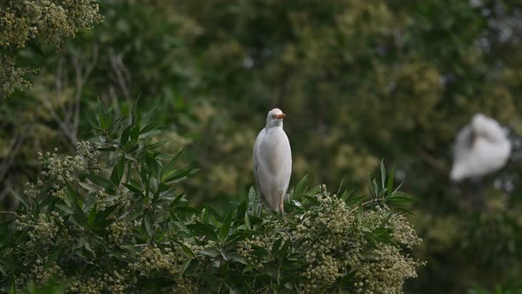 Cattle egret wandering on the trees for insects in the marsh land ...