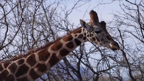 giraffe closeup tracking head walking along intense dry african bush