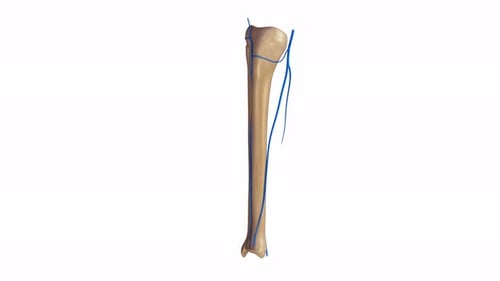 3D Human Lower Leg Bones and Veins Anatomy Rotation