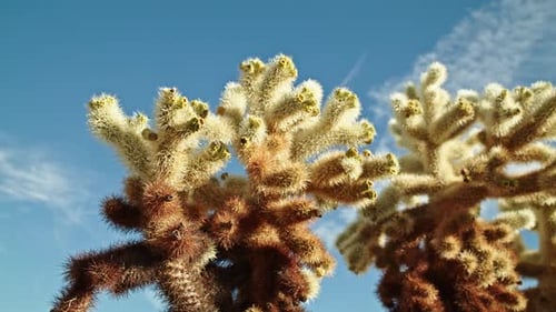 Kaktuspflanze im Joshua Tree National Park in Kalifornien an einem teilweise bewölkten Tag mit Video Dolly Quic