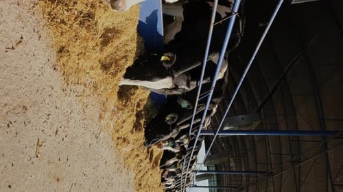 Cows Eating Hay in Indoor Barn