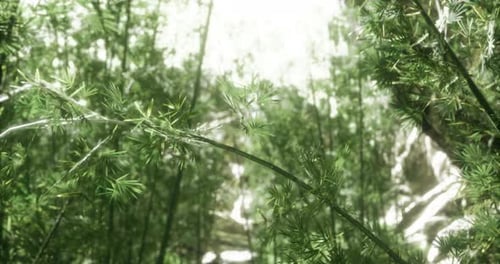 Intriguing Bamboo Forest View with Sunlight Filtering Through Leaves