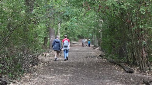 People enjoy beautiful day while walking on forest pathway, slow motion back view