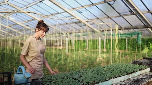 Woman Gardening in a Greenhouse with Seedlings