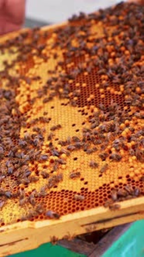 Honeybees Swarming a Honeycomb Frame