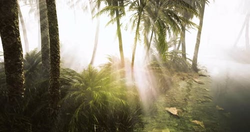 Serene Tropical Forest Landscape with Sunlight Filtering Through Trees