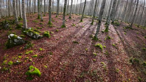 FPV drone footage in a forest in autumn, the ground is full of dry brown leaves that stand out again
