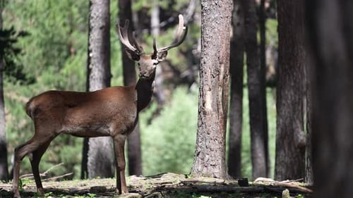 Deer Watching Around In Forest Farm