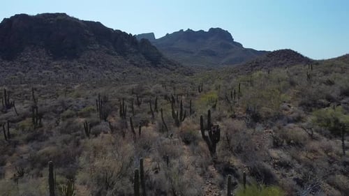Cactus en el paisaje árido del desierto de Baja California Sur, México