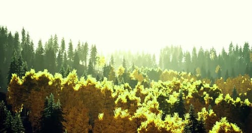 Vibrant Autumn Forest Landscape with Golden Foliage and Sunlight