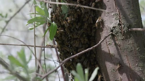 Bees Swarming on Tree Trunk in Natural Habitat
