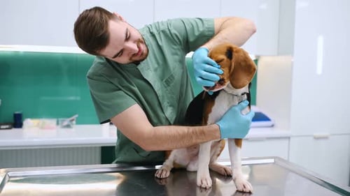 Animal is sitting on the table. Dog in veterinarian clinic with male doctor.