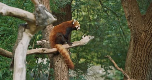 Red Panda Scratching in Tree in Lush Forest