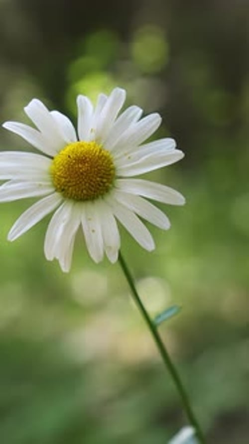 Delicate Daisy Bloom Against a Soft Green Backdrop