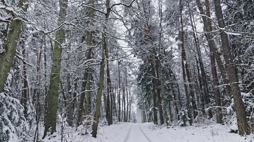 Aerial view of frozen forest and path in winter.