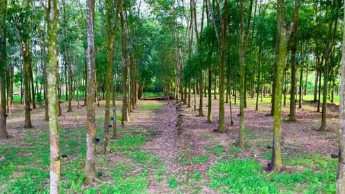 Dense Forest Pathway in Bright Daylight