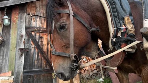 A Harnessed Horse in the Village