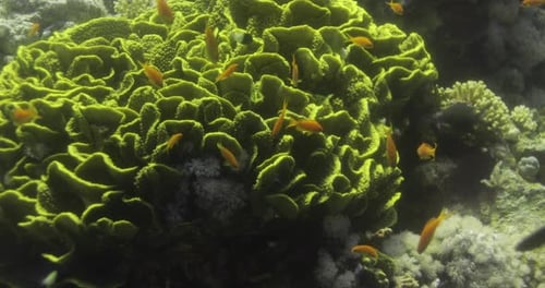 Lettuce Leaf Coral in The Reef of Red Sea surrounded by Anthias Fish