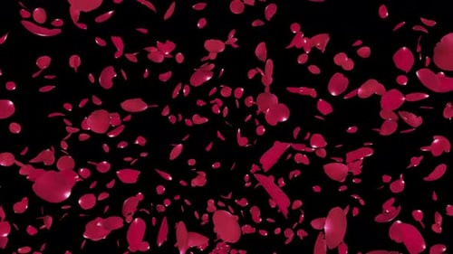 Rote Rosenblätter platzen auf Alpha 4K.