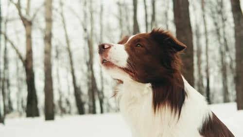 Closeup of Border Collie Among the Snow in the Park Dog Pet Sitting on the Snow Portrait of a The