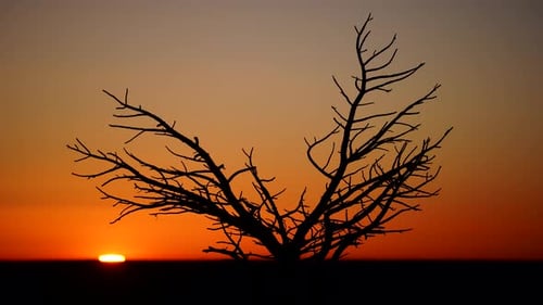 Leafless Tree Silhouette Against a Golden Sunrise