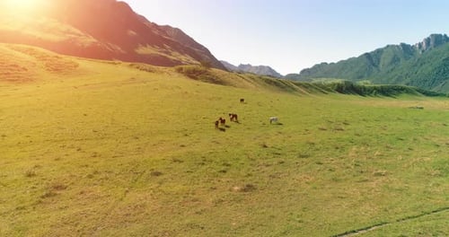 Flug über Wildpferdeherde auf Wiese