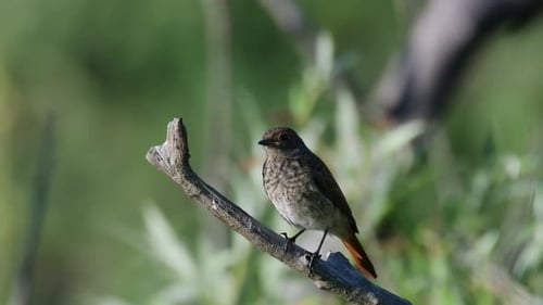 Common Redstart Phoenicurus phoenicurus is a songbird