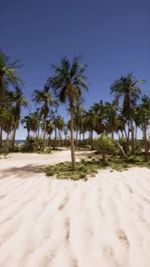 Sandy Beach With Palm Trees and Blue Sky