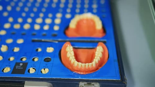 Dentistry materials and samples. A set of diverse teeth and two dentures close up.