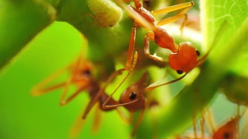 Macro close-up view of herder ants 01