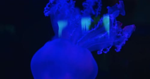 Blue jellyfish with intricate textures floats calmly in dark ocean water background